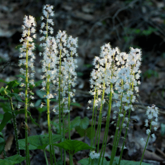 Tiarella Cordifolia - Foam Flower