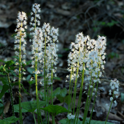 Tiarella Cordifolia - Foam Flower