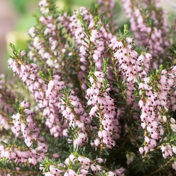 Erica x Darleyensis 'Ghost Hills'