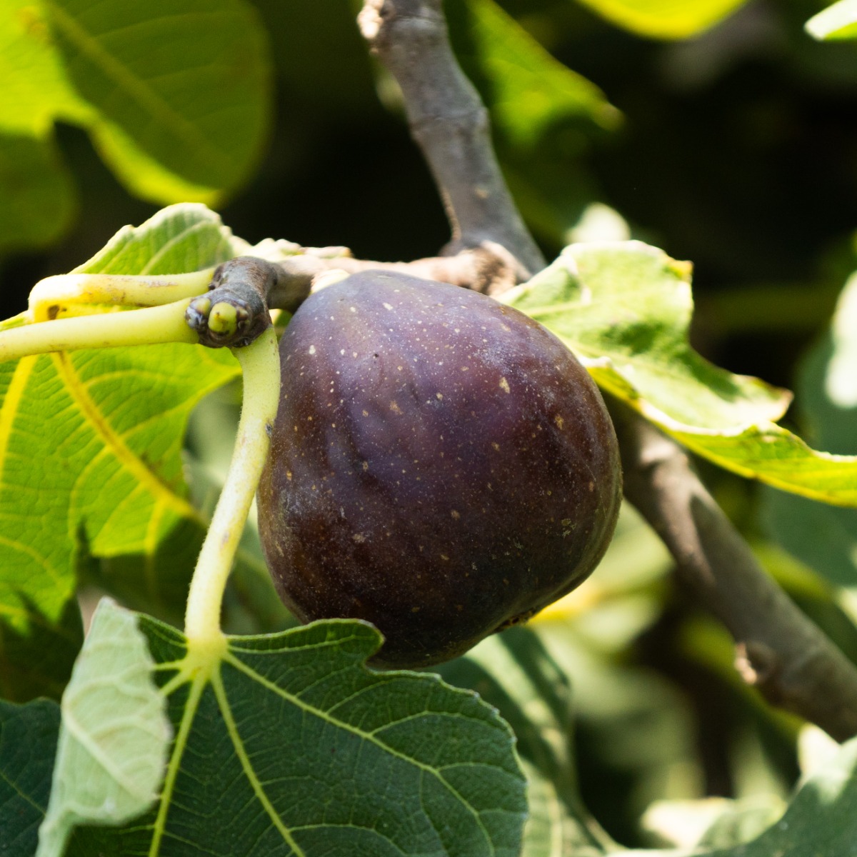 Giant Fig Tree - Ficus Carica 'Napolitana' - XXXL Large Specimen