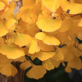 Ginkgo Biloba Menhir - Columnar Maidenhair Tree - Circa 50-70cm Tall