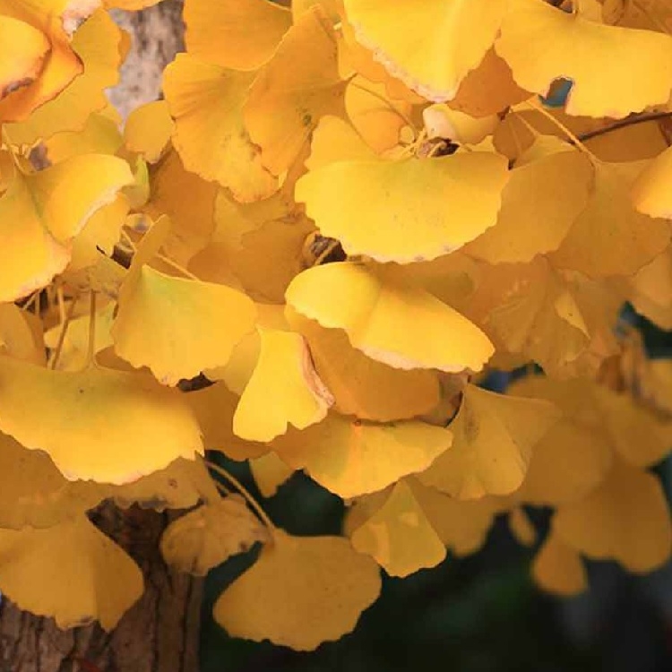 Ginkgo Biloba Menhir - Columnar Maidenhair Tree - Circa 50-70cm Tall