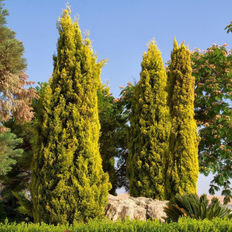 Lemon Scented Monterey Golden Cypress Large - Circa 100cm Gold Totem Tree +