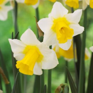 Narcissus Golden Echo - Fragrant Daffodil - Pack of 10 Bulbs