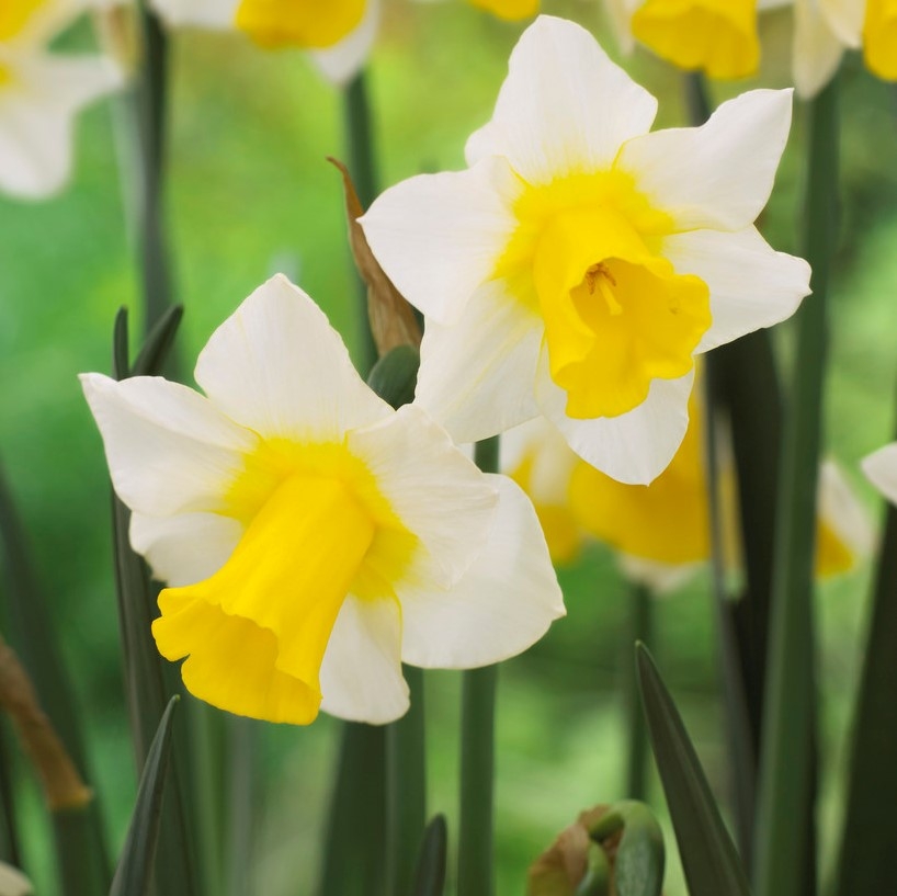 Narcissus Golden Echo - Fragrant Daffodil - Pack of 10 Bulbs