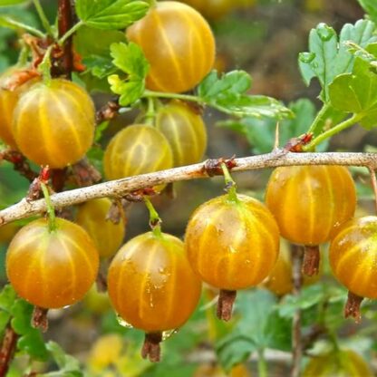 Ribes Uva-Crispa - Green Gooseberry Standard Fruit Tree