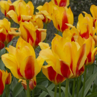 Tulip Graefin Bettina - Pack of 6