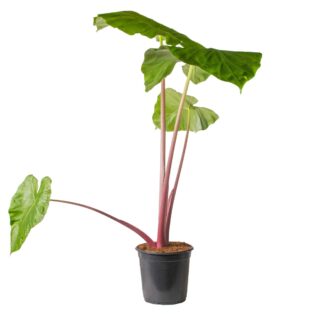 Alocasia 'Imperial Red' - Elephant's Ear Plant - 110cm