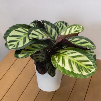 Calathea Makoyana - Peacock Plant - 80cm