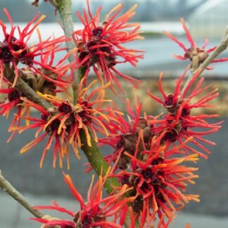 Hamamelis Twilight - Witch Hazel - Large