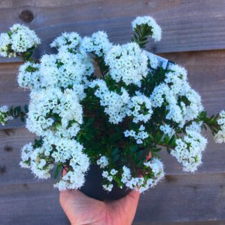 Evergreen Hebe 'Celina' Plant