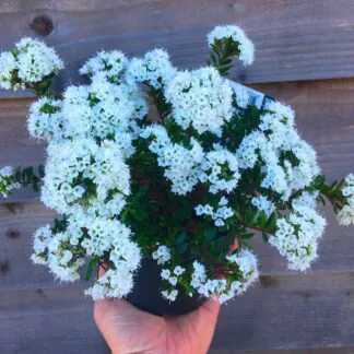 Evergreen Hebe 'Celina' Plant