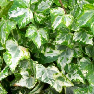 Hedera Helix Variegata - Variegated Trailing Ivy