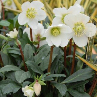 Large Helleborus Niger - White Hellebore