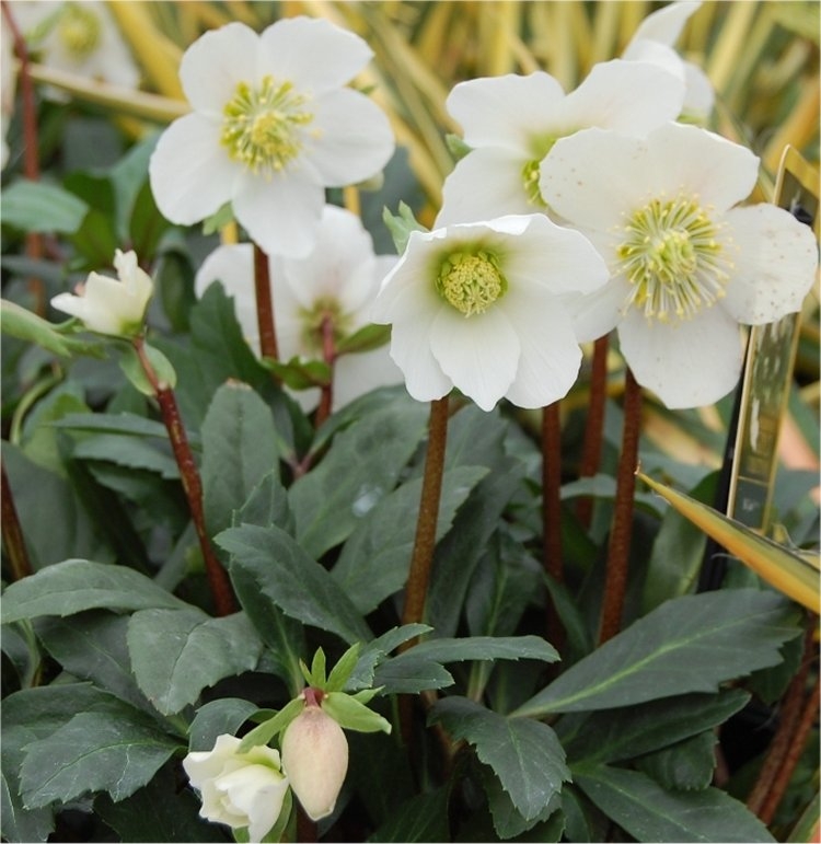 Large Helleborus Niger - White Hellebore