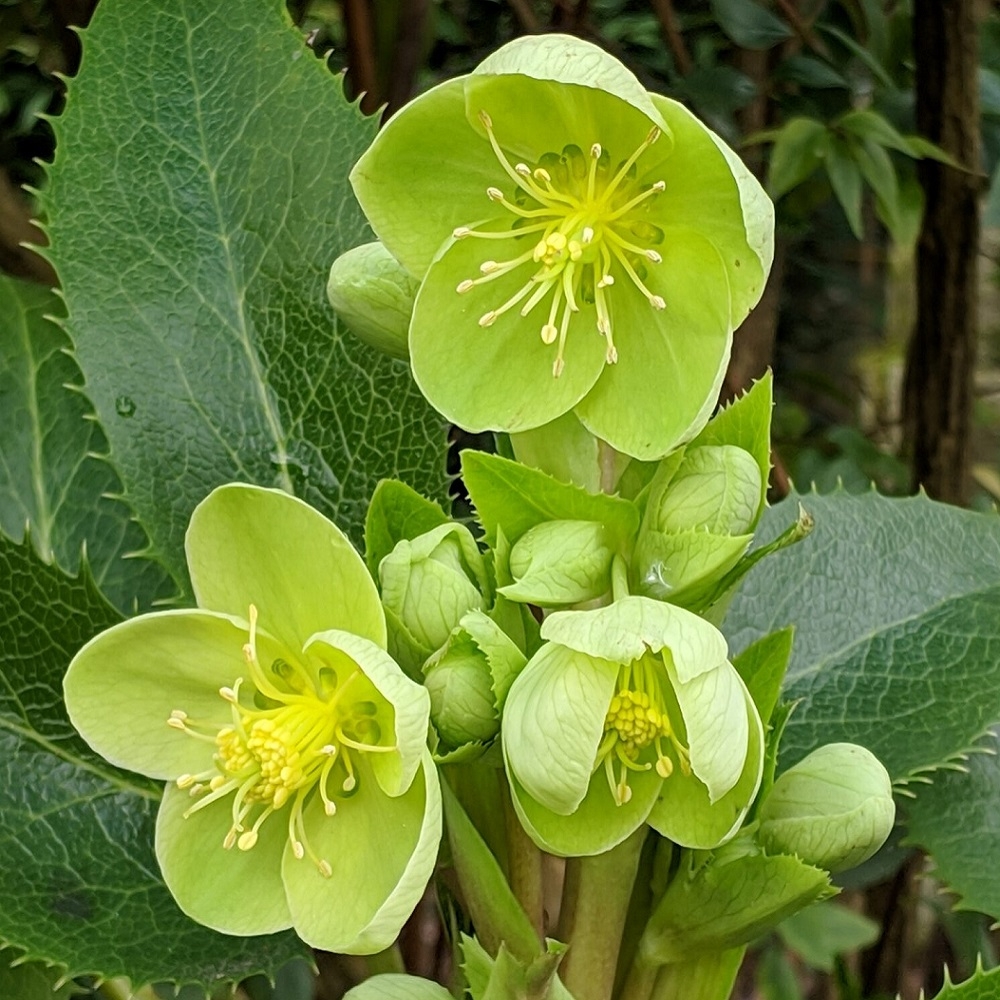 Helleborus Argutifolia - Hellebore Argutifolius - Corsican Hellebore