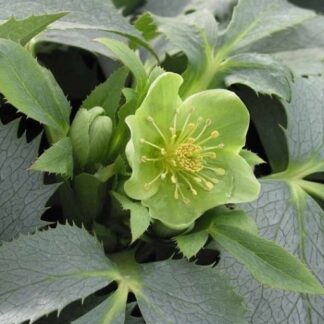 Helleborus Argutifolius Silver Lace