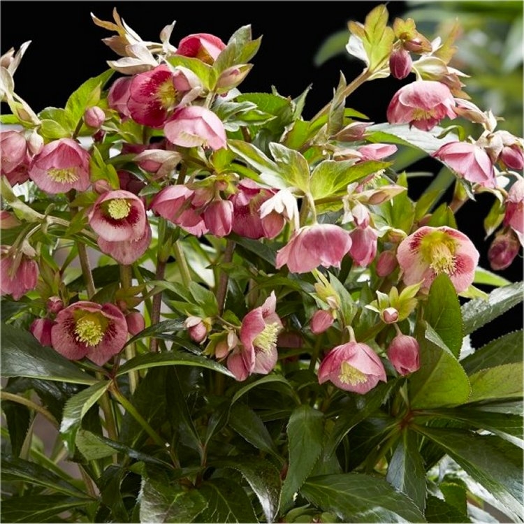 Helleborus x Hybridus 'Decaya Pink' - Oriental Hellebore in Bud & Bloom