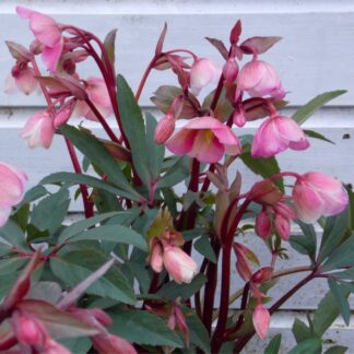 Winter Bells Helleborus - Hellebore Plant in Bud & Bloom