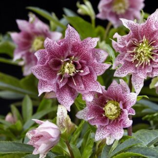 Helleborus Orientalis Hello Amber