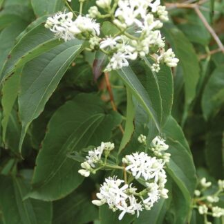 Heptacodium Miconioides - Seven Son Flower
