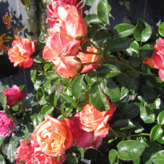 Rose 'Hippy Fashion'