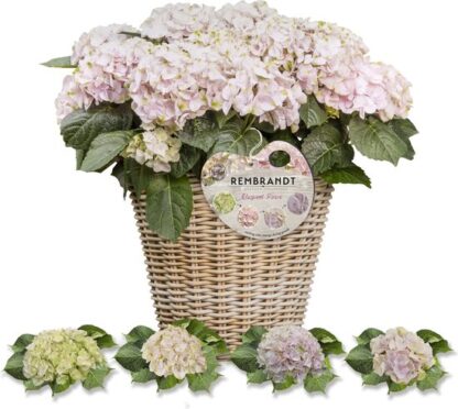 Hydrangea Rembrandt Elegant