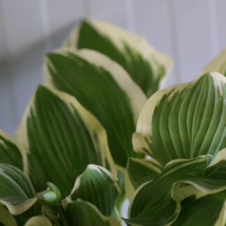 Hosta 'Poker'