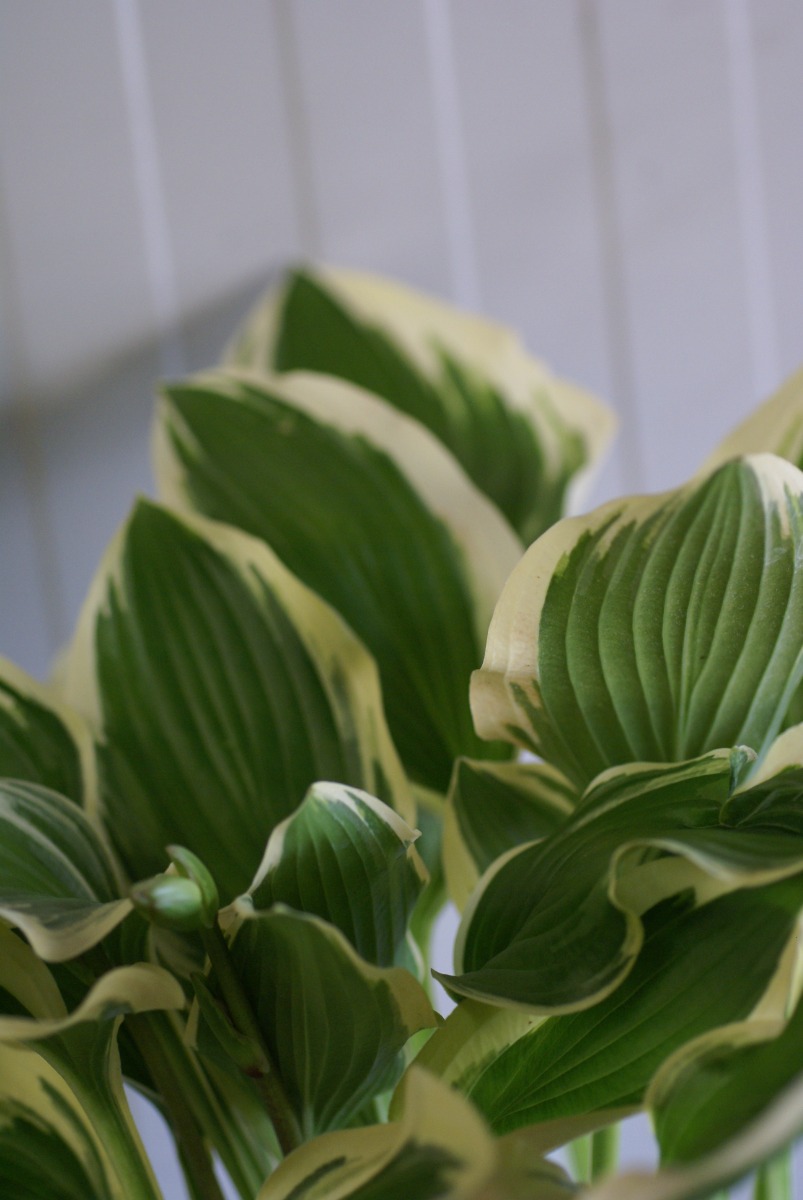 Hosta 'Poker'
