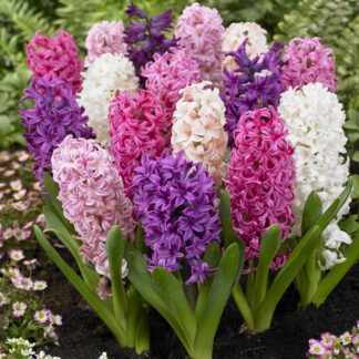 Designer Bubble Gum Hyacinth Blend - Pack of 12 Bulbs