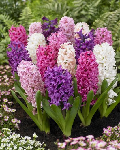 Designer Bubble Gum Hyacinth Blend - Pack of 12 Bulbs
