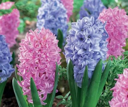 Hyacinth Spring Delight - Pack of 8