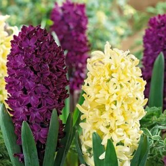Hyacinth Spring Surprise - Pack of 8