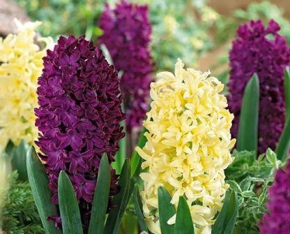 Hyacinth Spring Surprise - Pack of 8