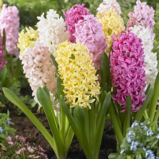 Designer Collection: Sweet Candy Pastel Mixed Hyacinths - Pack of 8 Bulbs