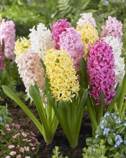 Designer Collection: Sweet Candy Pastel Mixed Hyacinths - Pack of 8 Bulbs