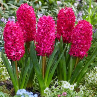 Hyacinth Jan Bos - Pack of 3