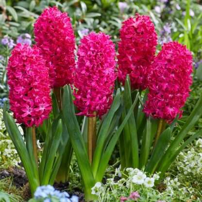 Hyacinth Jan Bos - Pack of 3