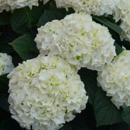 Hydrangea Macrophylla 'Happy' Double White -  Large Flowered Mophead Hydrangea - XXXL Plants