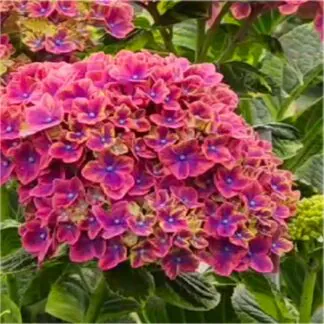 Hydrangea Festival - Large Flowered Mophead Hydrangea - XXXL Plants