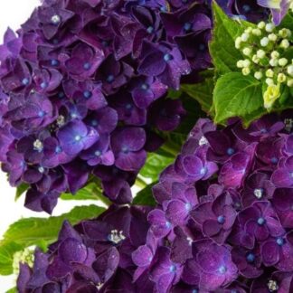 Mophead - Hydrangea Macrophylla Rodeo Deep Purple - Large Flowered Mophead Hydrangea - XXXL Plants