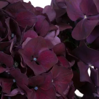 Mophead - Hydrangea Ruby Aubergine - Deep Purple - Large Flowered Mophead Hydrangea - XXXL Plants