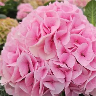 Floss Pink Mophead - Hydrangea Vienna - Large Flowered Mophead Hydrangea - XXXL Plants