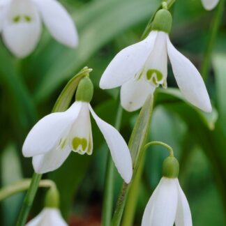 Snowdrops - Galanthus Woronowii - Giant Snowdrop - Pack of 15