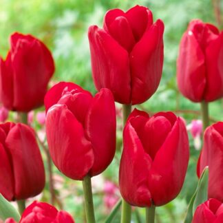 Tulip Ile De France - Pack of 6 Bulbs