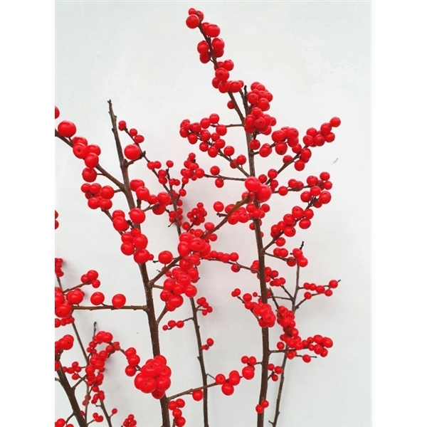 Ilex Verticillata 'Winter Berry' - Holly - Covered in Berries