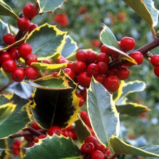 Ilex Aquifolium Rubricaulis Aurea - Large Standard Holly Tree