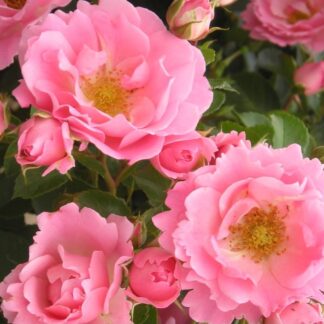 Rose 'Surrey' - Ground Cover Rose