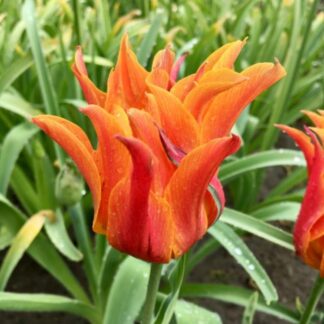 Tulip Campbell - Pack of 6