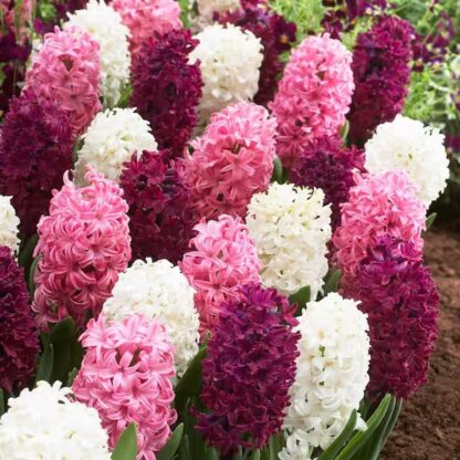 Hyacinth Berries And Cream - Pack of 10 Bulbs